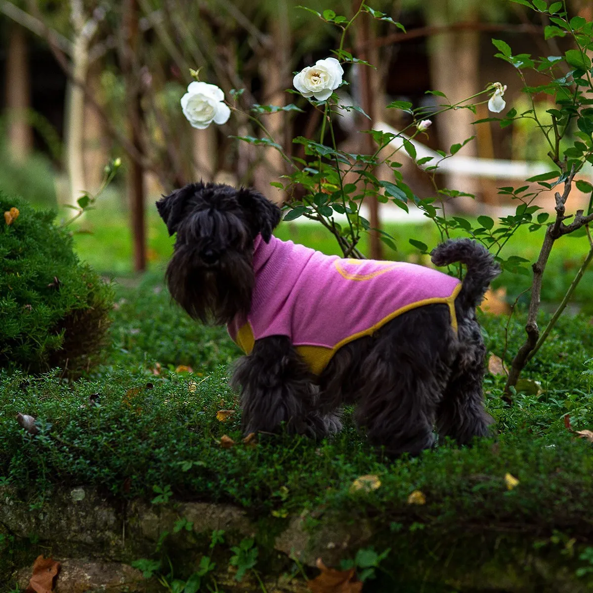 Bespoke Dog Sweater Yellow/Pink Cashmere